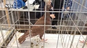 Голуби. Выставка посвящённая Советскому народу -победителю в ВОВ 1941-45   (18 января, 2026 год) 2