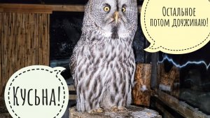 Сова бородатая неясыть Кофи крадётся к мыши и вдумчиво её ужинает