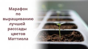 Раскрываем  секреты: выращивание  маттиолы