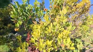 Гадалка сказала" Когда муж уйдет, не трогай снег во дворе...