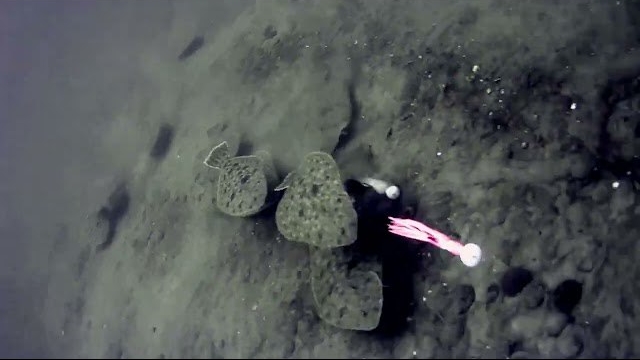 Рыбалка на Камбалу | Рыбалка на Камбалу подводная съёмка смотреть онлайн