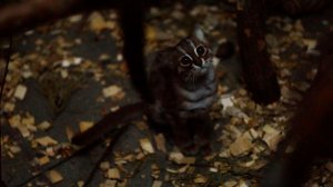 Котята ржаво-рыжих кошки играют на качели...