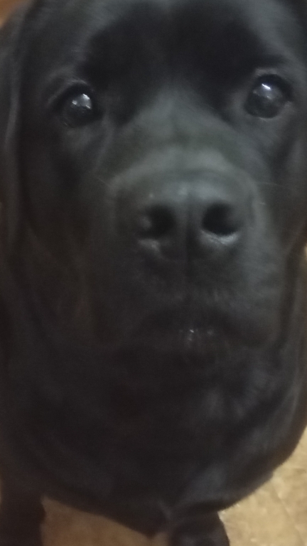 Учим Лабрадора выдержке.