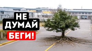Если это дерево начнет двигаться… вы уже в опасности