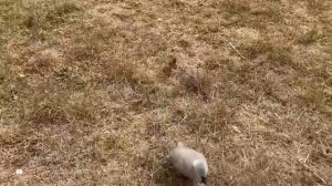 Животные приколы и не только😅