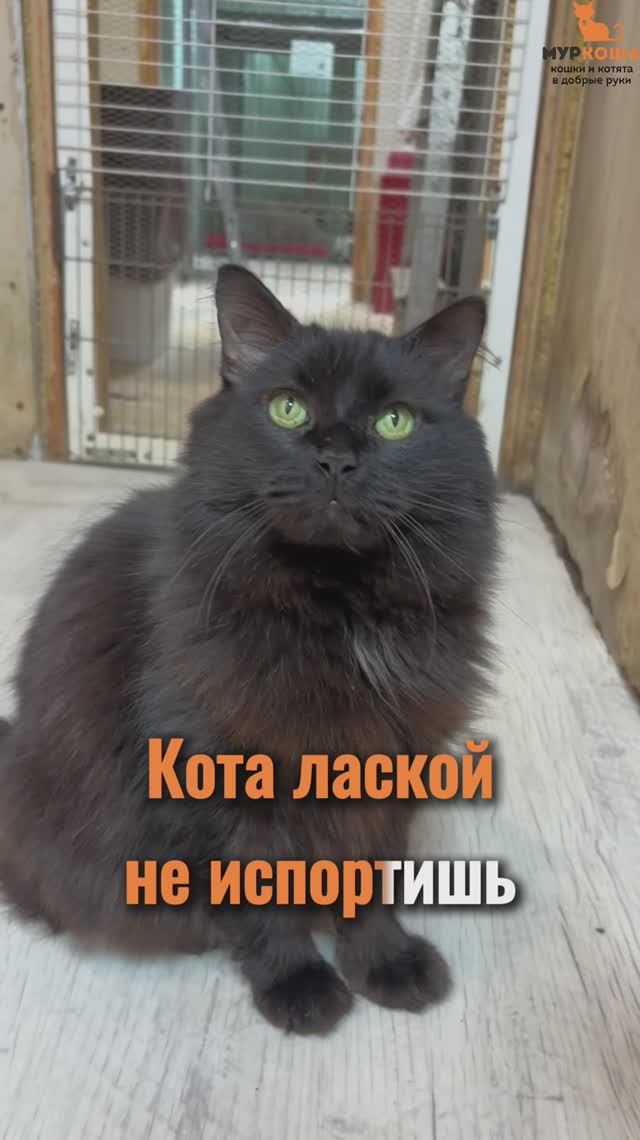 Лоримур ждёт вас в приюте #Муркоша