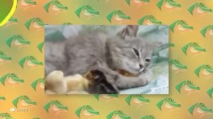 Животные приколы и не только😅