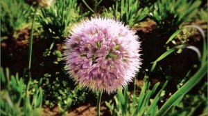 Конец сентября. Цветы...