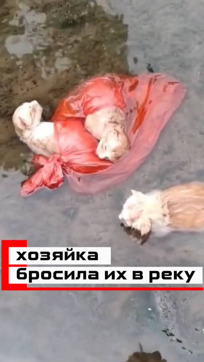 Спасение брошенных в пакете котят