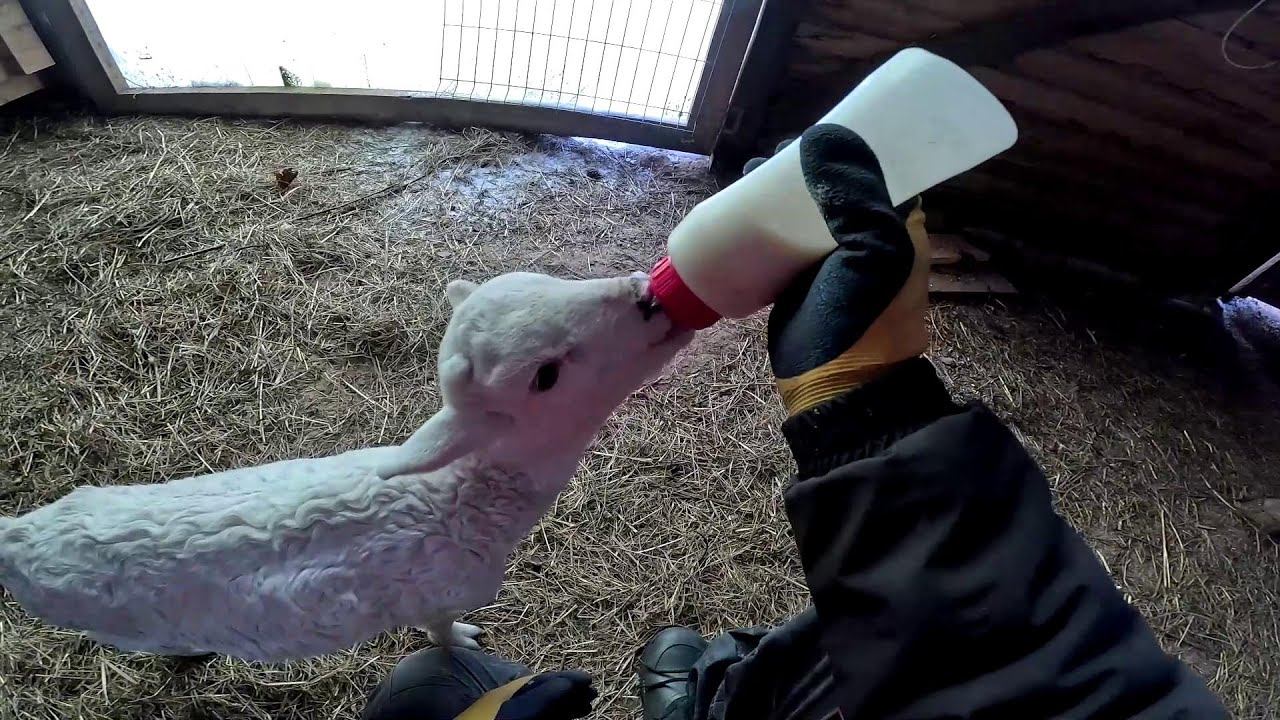 Опять я один в деревне ! Колёса забрал ! ХУТОР В ЛЕСУ №949 смотреть онлайн