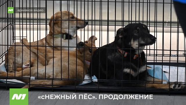 Акция «сНежный пёс» в Нижневартовске смотреть онлайн