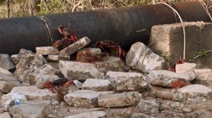 Чудеса природы 12 серия (документальный сериал, 2011)