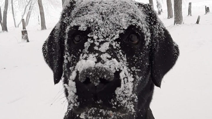 Лабрадор и первый снег.