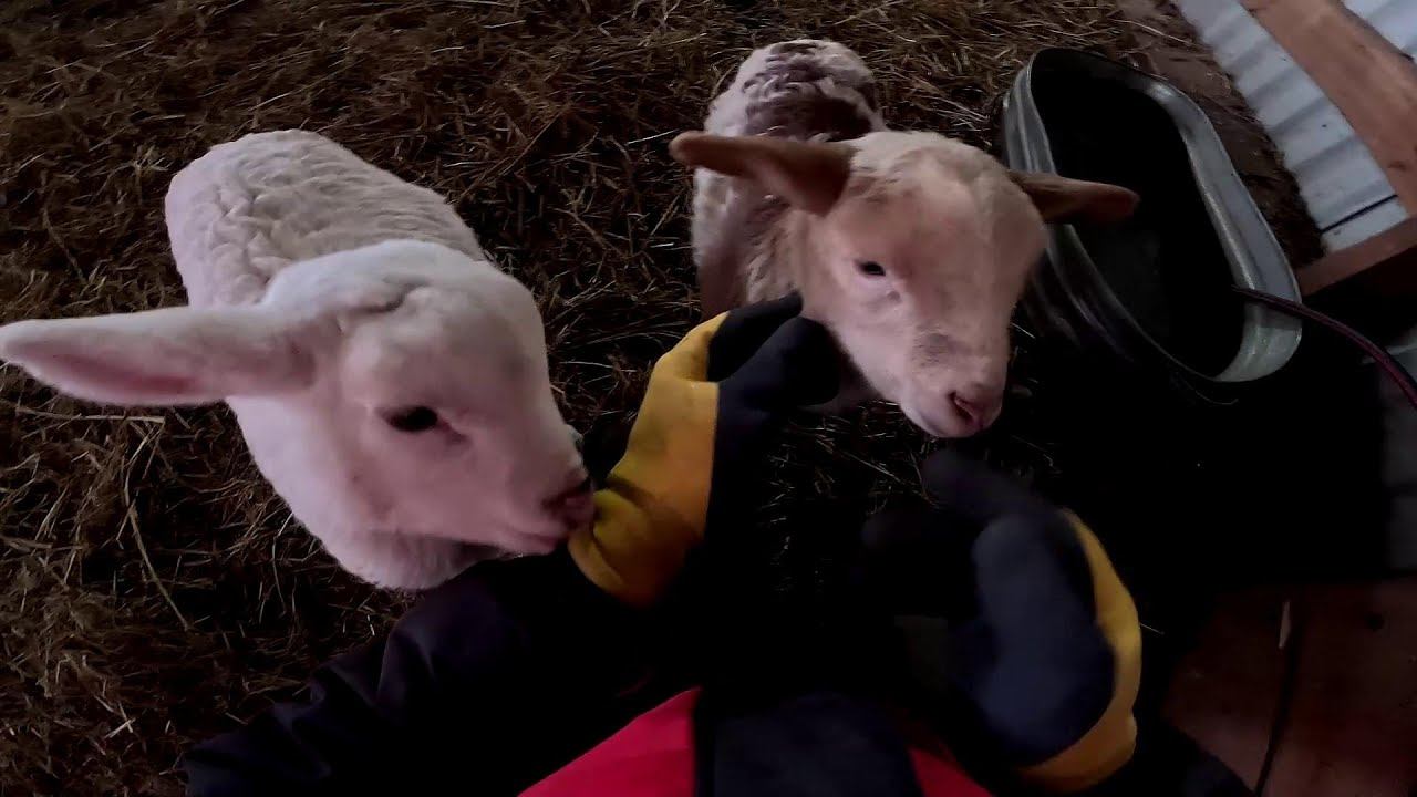 Корма животным много не бывает ! ХУТОР В ЛЕСУ №945 смотреть онлайн