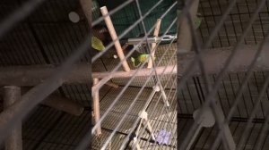 Волнистые попугайчики