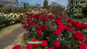 Розовый сад Кейсей. Япония.