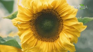 Природа. Подсолнечник_5