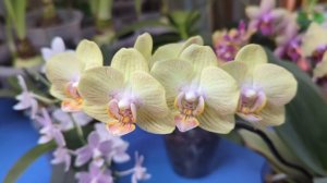 23-01-2026.Орхидеи ..