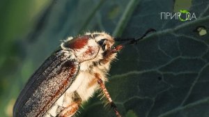 Природа. Майский жук_5