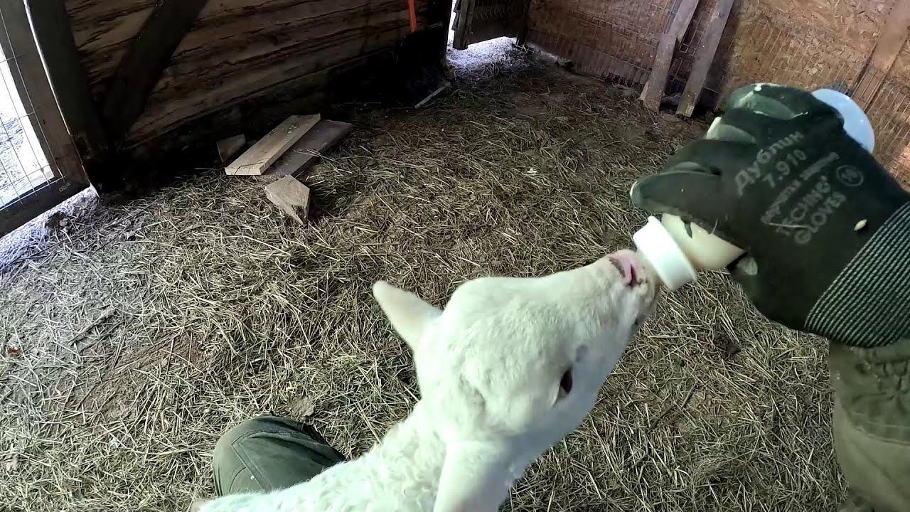 Мороз на хуторе ! Вторая антенна и интернет полетел ! ХУТОР В ЛЕСУ №918 смотреть онлайн