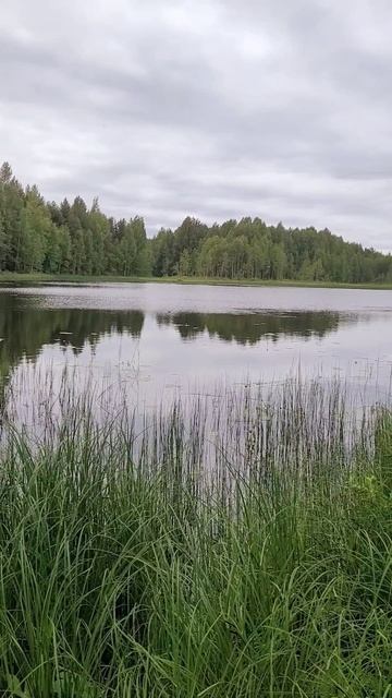 Карелия 2025. Гирвас. Река Суна. Июль 2025г