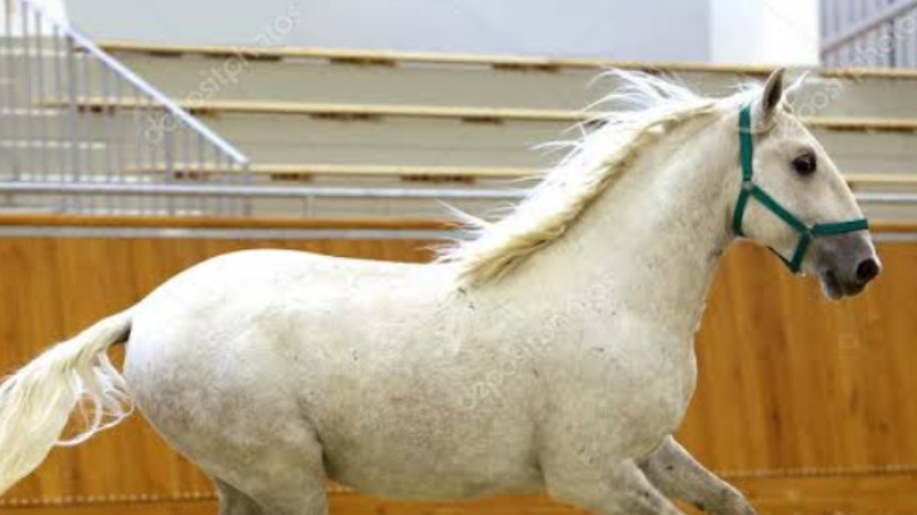 Распаковка лошадей шляйх смотреть онлайн