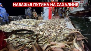 СПЕЦРЕП. Наважья путина на Сахалине