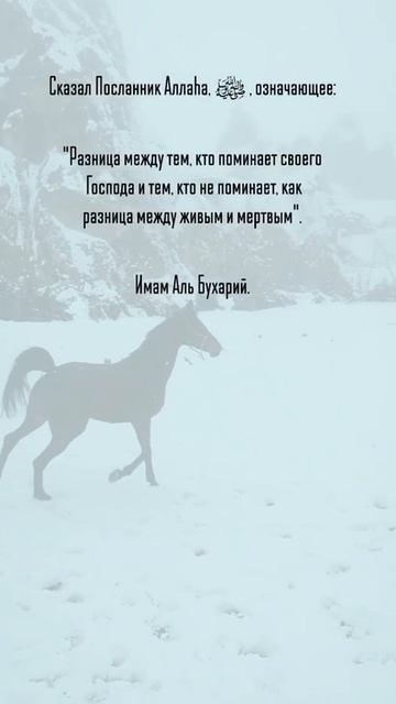 О важности поминания Господа. Шейх Шамиль аш-Шафи'ий. смотреть онлайн