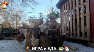 Кормление кур овощами и фруктами для зарядки и от скуки 🥗🐓🤗  (48)