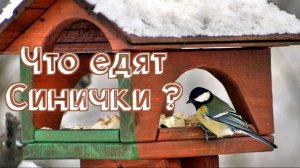 Развивающее видео для детей - Что едят Синички ? Детям о лесных птицах !