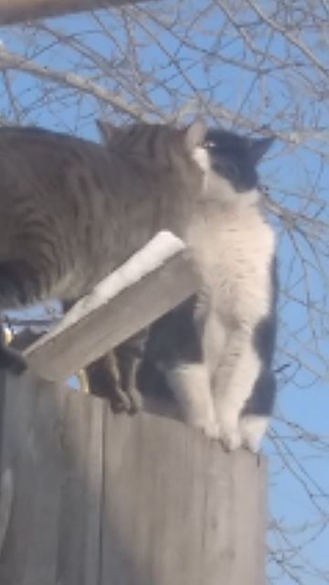 орущие кошки смотреть онлайн