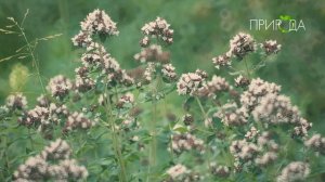 Душица обыкновенная_5