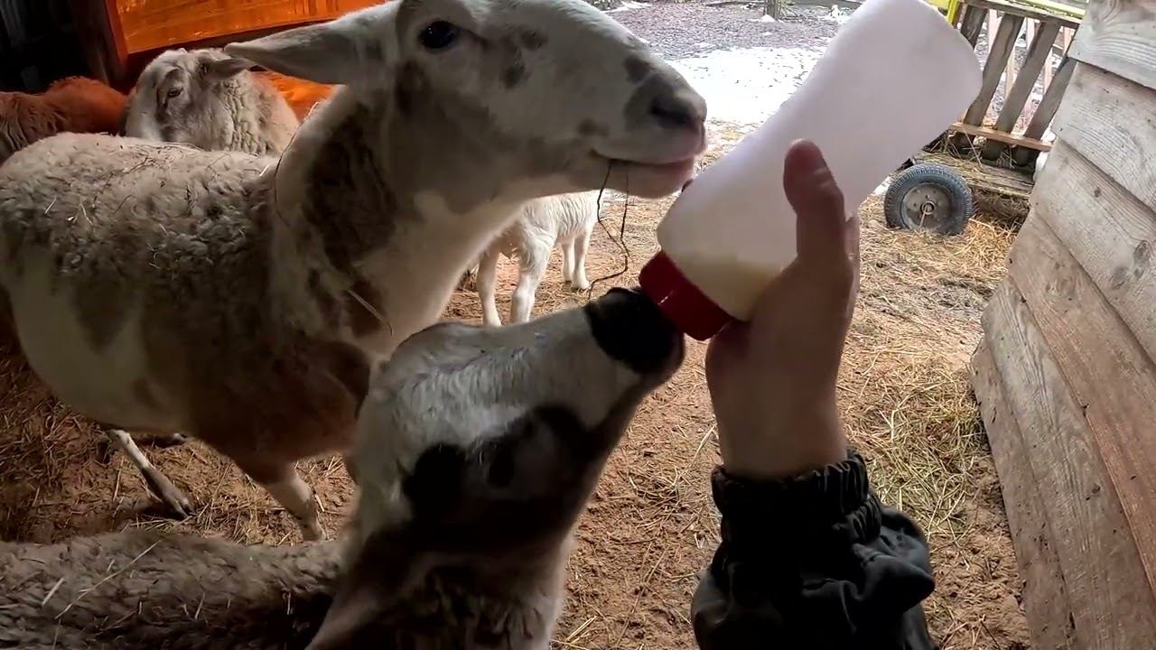 Он меня напугал ! Интернет в деревне ! ХУТОР В ЛЕСУ №905 смотреть онлайн