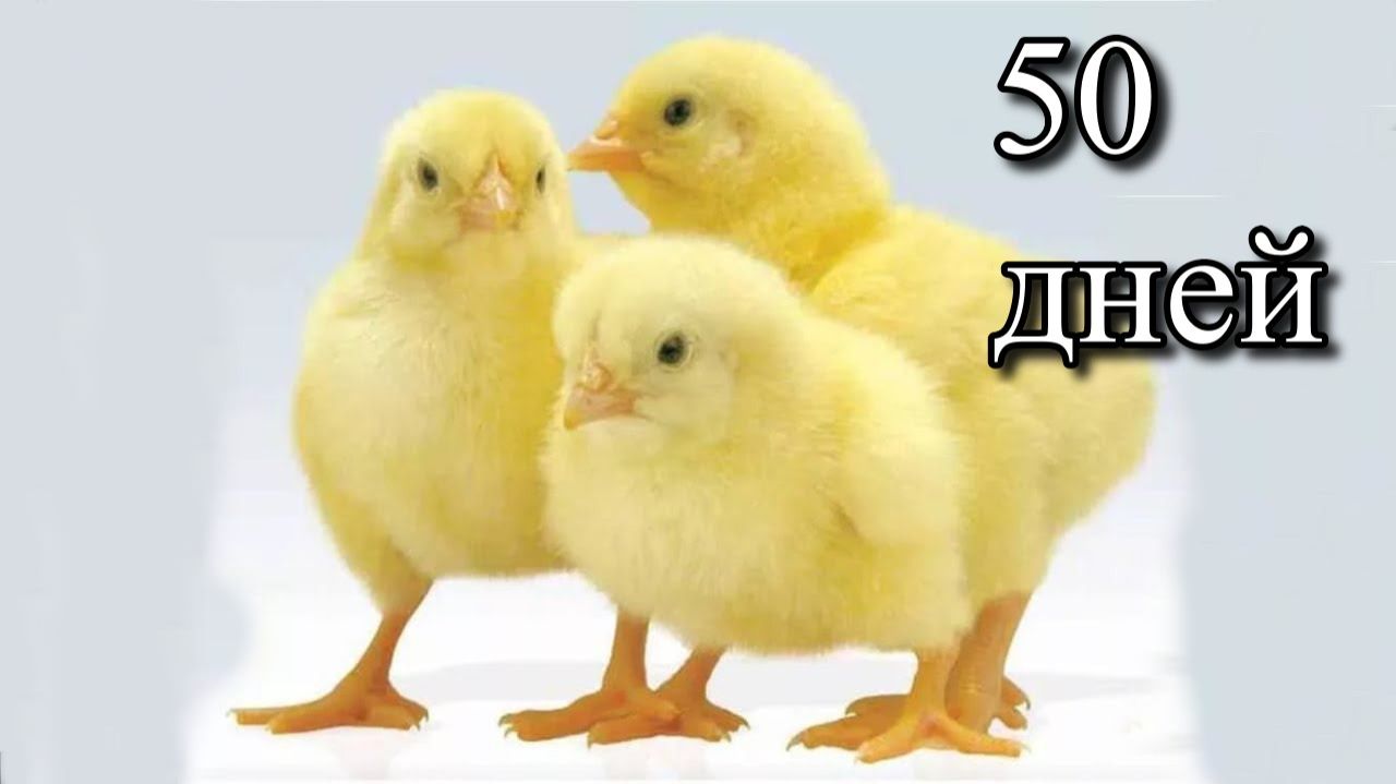 Бройлеры 50 дней | Забой и вес потрошёных кур | Реальные результаты