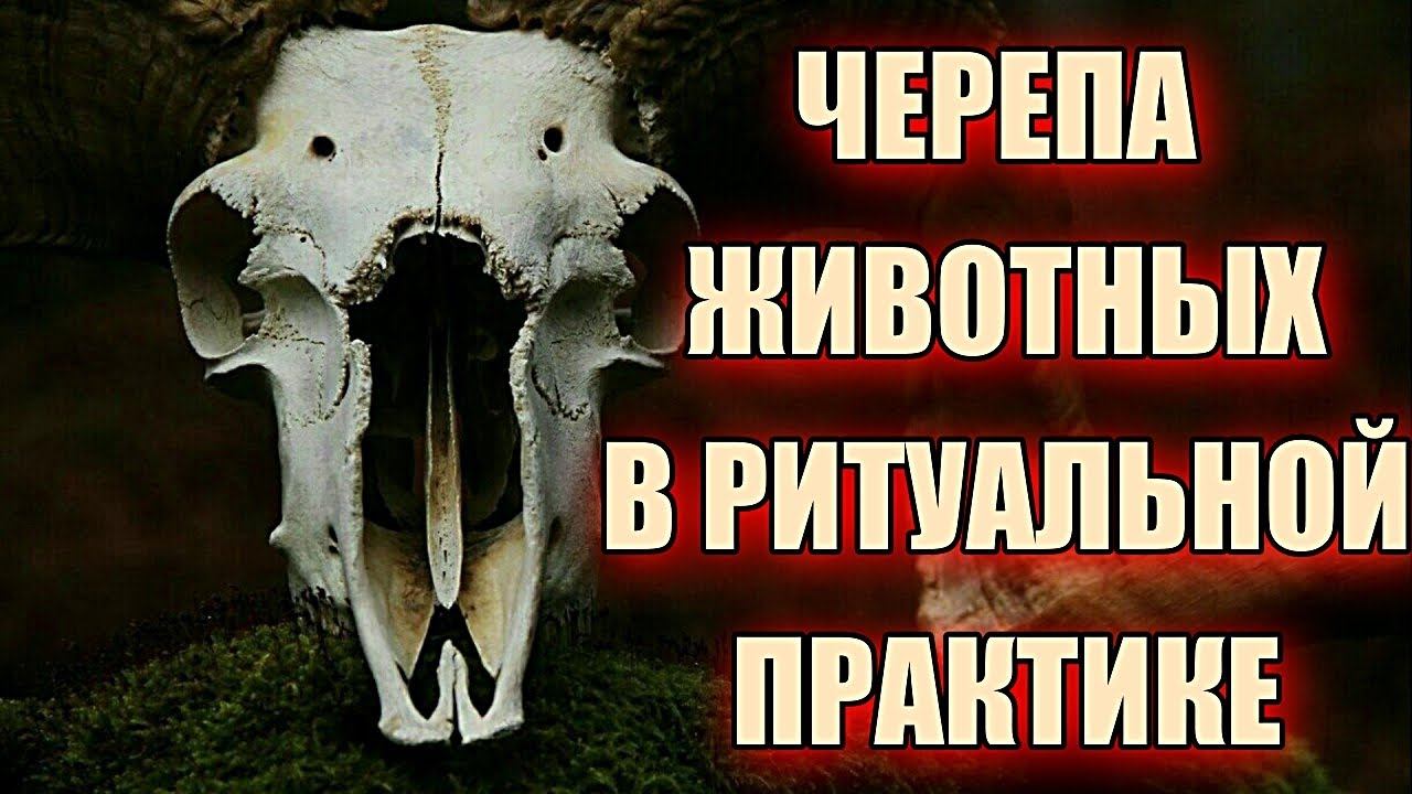 ЧЕРЕПА ЖИВОТНЫХ В РИТУАЛЬНОЙ ПРАКТИКЕ смотреть онлайн