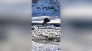 Конь провалился под лёд в Чемале