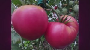 Минусинские сорта томатов. Часть 2.  г. Киров.  т. 89229284031