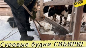 Как нам приходится поить быков в суровые морозы. Жизнь в Омской деревне.