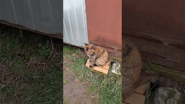 Про Люсю смотреть онлайн