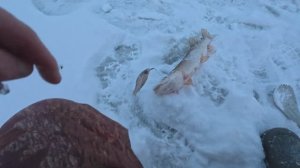 ЩУКА  ЗДЕСЬ ЕСТЬ.ДЕНЬ ТРЕТИЙ!!!