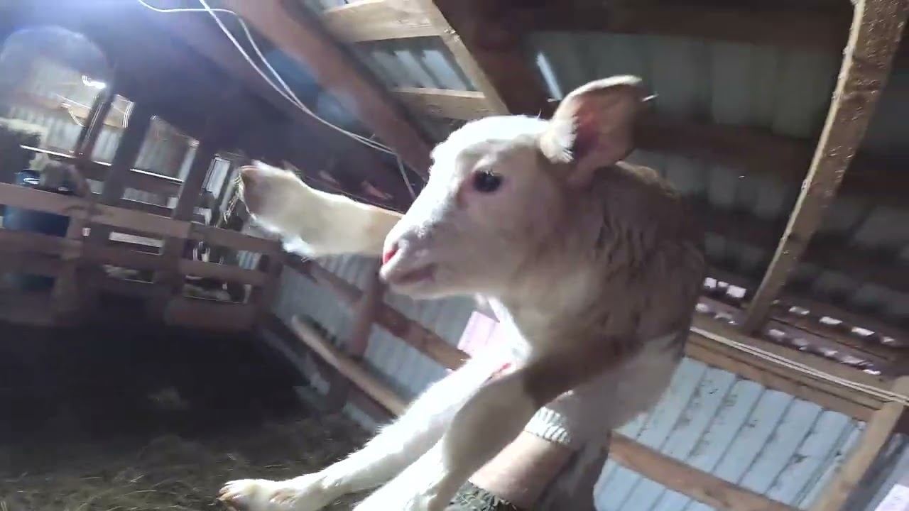 Пополнение и потери в хозяйстве ! ХУТОР В ЛЕСУ №929 смотреть онлайн