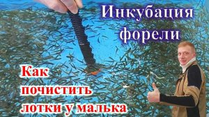 Инкубация малька форели. 5 неделя. Очистка лотка.