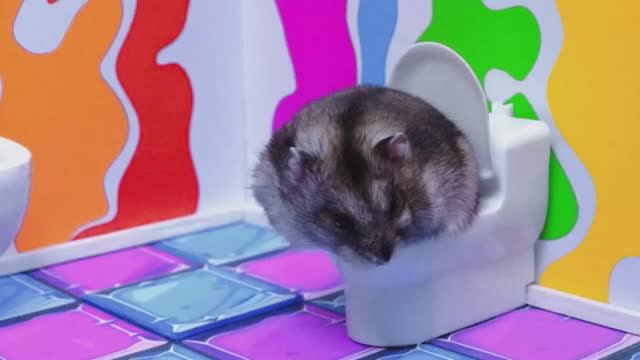 Маленький хомячок исследует секреты Эйнштейна, бродя по океану физики со своими братьями. смотреть онлайн