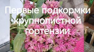 Первые подкормки крупнолистной гортензии.