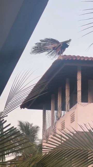 Каждый день встречали павлинов на Шри-Ланке