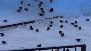 Покормите птиц зимой!