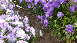 Астровый рай! Привет из лета!