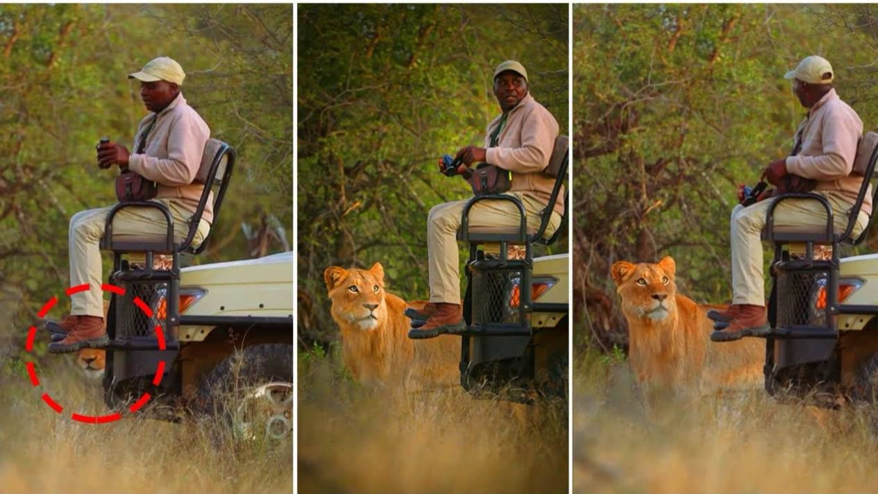📹 Почему львы не нападают, когда вы находитесь в сафари-автомобиле! Ответ вас удивит!