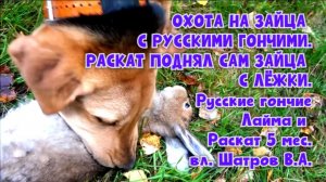 ОХОТА НА ЗАЙЦА С РУССКИМИ ГОНЧИМИ. РАСКАТ ПОДНЯЛ САМ ЗАЙЦА . Лайма и Раскат 5 мес. вл. Шатров В.А.
