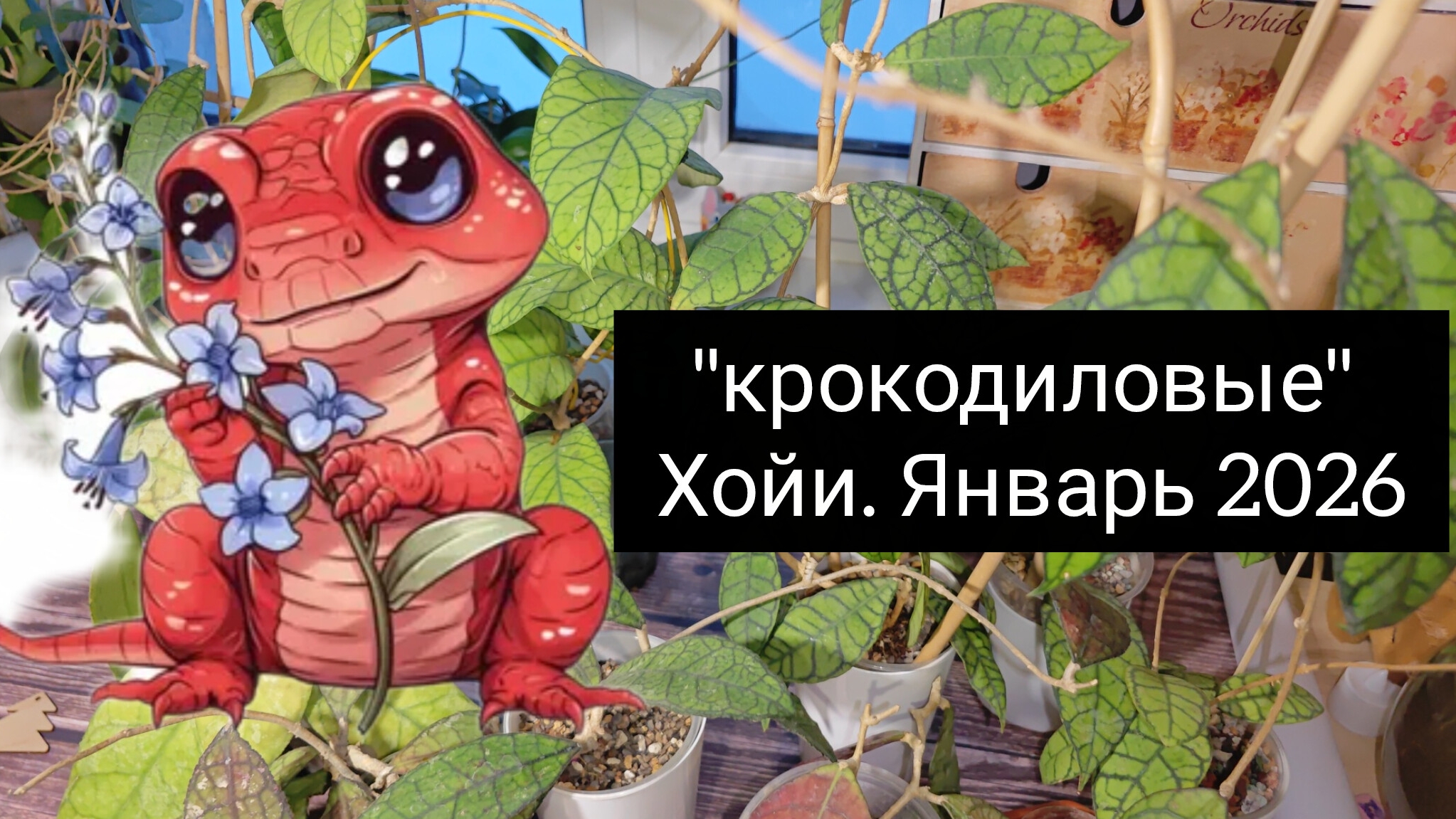 "крокодиловые хойи" январь 2026 смотреть онлайн